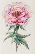 Peonia