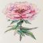 Peonia