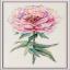 Peonia