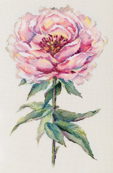 Peonia