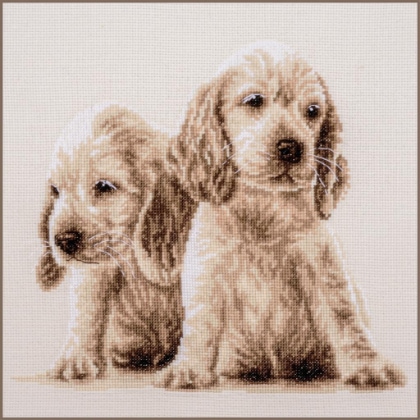 2 Cuccioli
