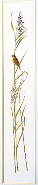 Striscia Cannareccione II