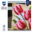 Cuscino - Tulipani