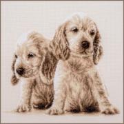 2 Cuccioli