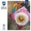 Cuscino - Soffione