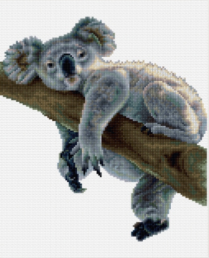 Koala