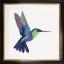 Kolibri