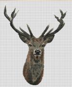Red Deer - Aida