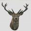 Red Deer - Aida