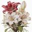 The Scent of Lilies