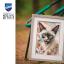 Gatto Siamese