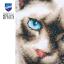 Gatto Siamese
