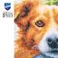 Cane in autunno