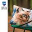 Cuscino - Gatto Siamese