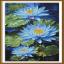 Fiori di loto blu