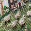 Grove Sheep Farm