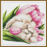 Sogni di tulipani