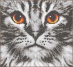 Primo piano del gatto