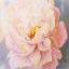 Grazia Florale - Con cornice