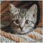 Whiskered Spy