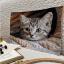 Whiskered Spy