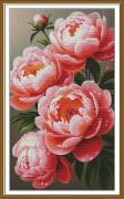 Peonie lussureggianti