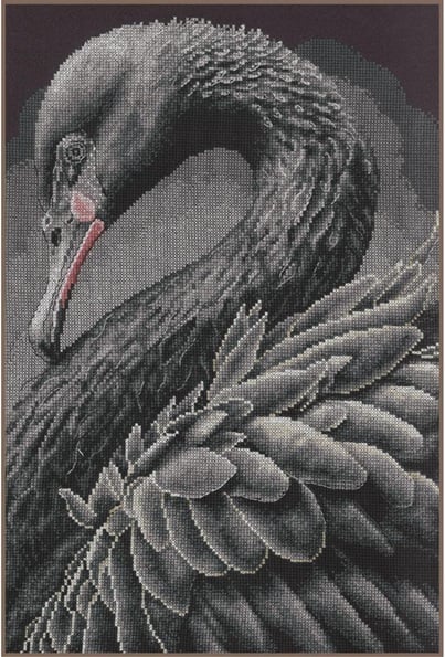 Cigno nero