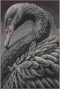 Cigno nero