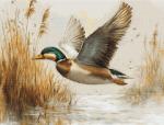 Volo dorato