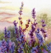 Lavanda in fiore