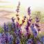 Lavanda in fiore