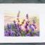Lavanda in fiore