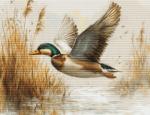 Volo dorato - Mezzopunto
