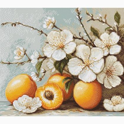 Fiori di albicocca