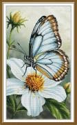 Farfalla