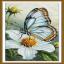 Farfalla
