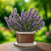 Lavanda