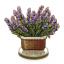 Lavanda