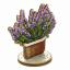 Lavanda