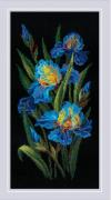 Bellissimi iris