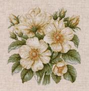 Rosa selvatica