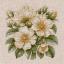 Rosa selvatica