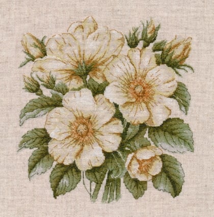Rosa selvatica