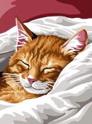Gatto addormentato