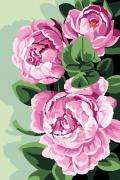 Peonie