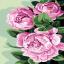 Peonie