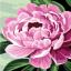 Peonia