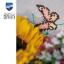 Runner - Girasoli