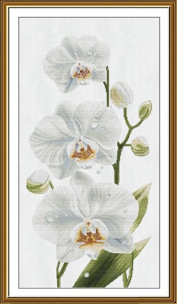 Sinfonia bianca